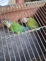 Bewezen koppel pyrrhura, Dieren en Toebehoren, Vogels | Parkieten en Papegaaien, Meerdere dieren, Parkiet, Geringd