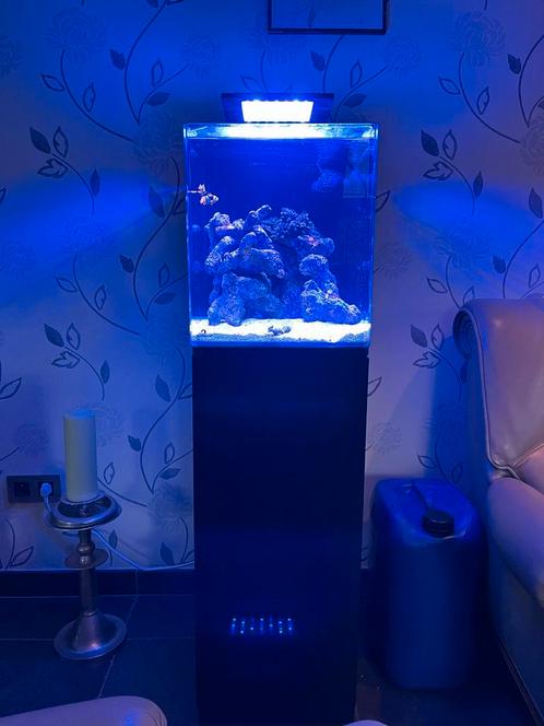Aquarium marin 60 litres, Animaux & Accessoires, Poissons | Poissons d'aquarium, Poisson de mer