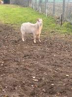 Gecastreerde bok., Dieren en Toebehoren, Schapen, Geiten en Varkens, Mannelijk, Geit, 0 tot 2 jaar