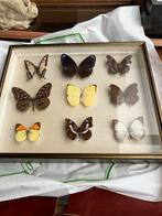 Vintage kader in goede staat met vlinders, Enlèvement ou Envoi