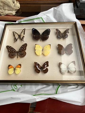 Vintage kader in goede staat met vlinders 