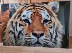 Plexiglas wanddecoratie van tijger, Ophalen, Nieuw