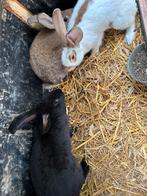 Konijnen te koop, Dieren en Toebehoren, Konijnen