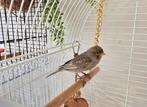 Canaris Agathe, Animaux & Accessoires, Oiseaux | Canaris, Mâle