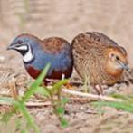 chinese dwergkwartels, Dieren en Toebehoren, Meerdere dieren, Overige soorten