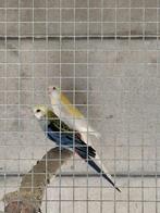 Bleekkop rosella's koppel 24 met DNA, Dieren en Toebehoren, Geringd