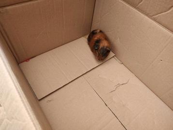 Cavia zeugje
