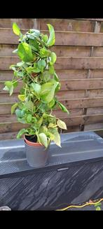 Drakenplant  of philodendron, Ophalen