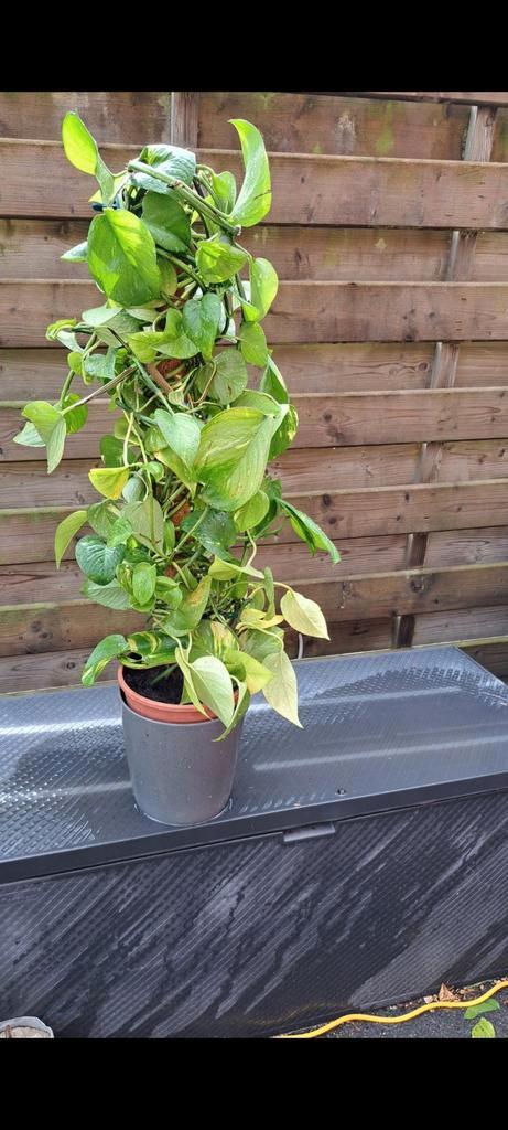 Drakenplant  of philodendron, Huis en Inrichting, Kamerplanten, Ophalen