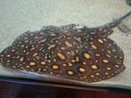 Ray, Dieren en Toebehoren, Vis, Zoetwatervis