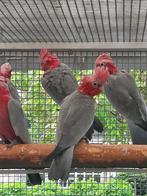 Rosé kaketoe, Animaux & Accessoires, Oiseaux | Perruches & Perroquets, Perroquet, Bagué, Femelle