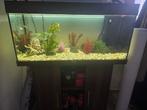 aquarium met vissen bestand te koop, Dieren en Toebehoren, Ophalen of Verzenden, Zo goed als nieuw