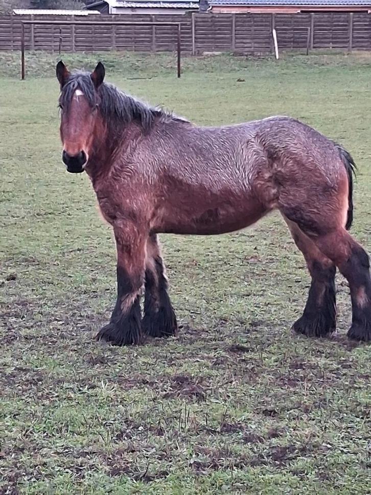 Super braaf Belgische trekpaard, Dieren en Toebehoren, Paarden, Merrie
