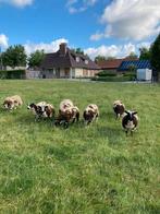 Baggerbonte schapen, Dieren en Toebehoren