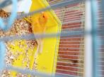 Te Koop mooie oranje popjes kanarie van 2023 zonder ringk, Dieren en Toebehoren, Vogels | Kanaries, Kleurkanarie, Vrouwelijk
