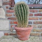 Grote cactus 35 cm, Ophalen