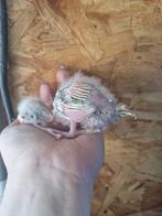 kakarikis voor handopfok, Dieren en Toebehoren, Vogels | Parkieten en Papegaaien, Geslacht onbekend, Parkiet, Geringd