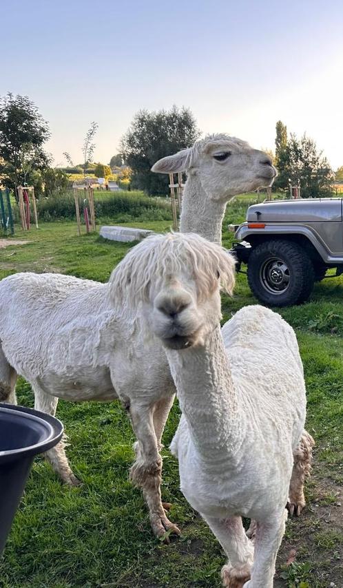 Zeldzame Suri alpagas, Dieren en Toebehoren, Overige Dieren, Meerdere dieren