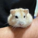 Des hamsters nains apprivoisés, Animaux & Accessoires, Rongeurs