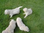 Golden retriever pups, Dieren en Toebehoren, Golden retriever, België, CDV (hondenziekte), 8 tot 15 weken