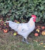 GRATIS haan, Dieren en Toebehoren, Mannelijk, Kip