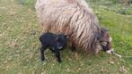 Grijze ouessant ooi met ramlam, Meerdere dieren, Schaap, 0 tot 2 jaar
