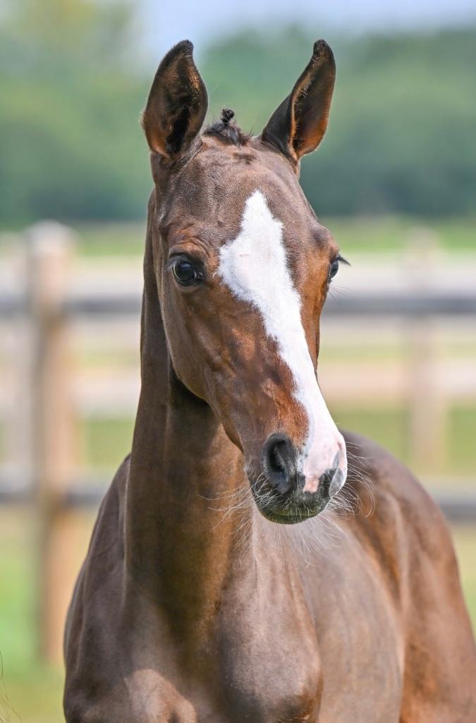 Utamaro d’ecaussines x Conthargos hengsten veulen te koop, Dieren en Toebehoren, Paarden, Hengst, Niet van toepassing, 0 tot 2 jaar