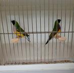 2 gouldamadines natuurbroed geringd 2025, Dieren en Toebehoren, Vogels | Overige Vogels, Meerdere dieren, Tropenvogel, Geringd