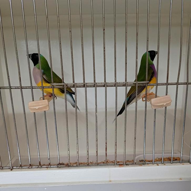 2 gouldamadines natuurbroed geringd 2025, Dieren en Toebehoren, Vogels | Overige Vogels, Tropenvogel, Meerdere dieren, Geringd