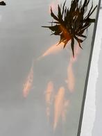 Japanse Kois, Dieren en Toebehoren, Vissen | Vijvervissen, Karper of Koi