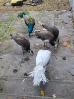 pauw vrouwtje 2024, Dieren en Toebehoren, Vrouwelijk