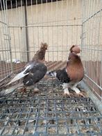 Mooi takla twee vrouwen