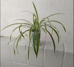 Graslelie-Chlorophytum, Ophalen, In pot