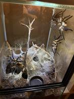 Monocentropus balfouri, Dieren en Toebehoren, Insecten en Spinnen