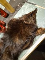 pels vos in prima staat compleet en goed bewaard, Kleding | Dames, Ophalen of Verzenden