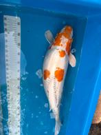 65 cm kikusui koi, Dieren en Toebehoren, Vissen | Vijvervissen, Karper of Koi