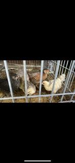 Leghennen, Dieren en Toebehoren, Pluimvee
