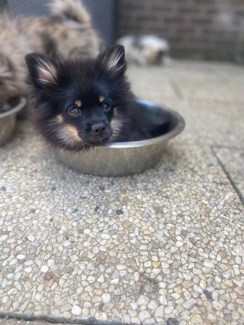 Nog 1 prachtige jongen zoekt een nieuw huisje., Dieren en Toebehoren, Honden | Chihuahua's en Gezelschapshonden, Reu, Overige rassen