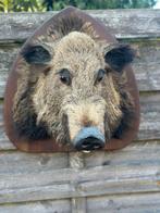 Taxidermie groot wild everzwijn kop, Ophalen