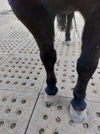 Mudmodder paddock platen ideaal voor droge ondergrond, Dieren en Toebehoren, Stalling en Weidegang, Weidegang
