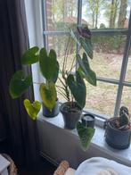 Kamerplant, Huis en Inrichting, Ophalen