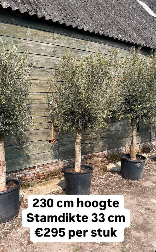 Olijfboom O 33 cm H 280 cm, Jardin & Terrasse, Plantes | Arbres, Olivier, Enlèvement