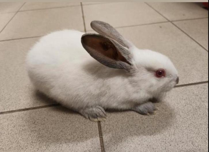 HYCOLE V X CALIFORNIANER R  F1 VOEDSTERS 35€, Dieren en Toebehoren, Konijnen, Middelgroot, Vrouwelijk, 0 tot 2 jaar