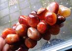 De très beaux vieux raisins avec des pierres précieuses., Envoi