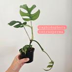 Diverse plantjes epipremnun monstera hoya raphidophora, Ophalen