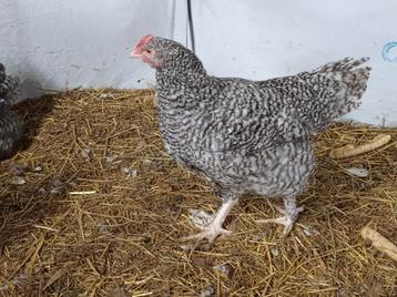 Mechelse koekoek, hanen  beschikbaar voor biedingen