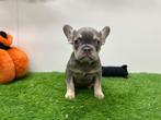 Franse Bulldog pups, Dieren en Toebehoren, België, 8 tot 15 weken, CDV (hondenziekte), Bulldog