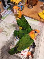 Caiques élevés à la main, Dieren en Toebehoren
