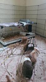 2 Konijnehokjes. 1 x gebruikt. Perfecte staat., Dieren en Toebehoren, Ophalen