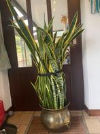 sanseveria te koop, Huis en Inrichting, Kamerplanten, Ophalen